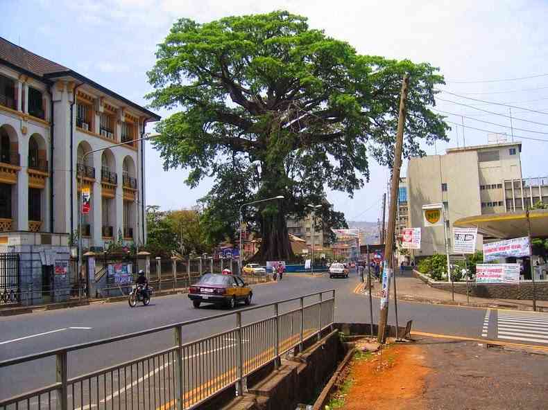 درخت کوتون نماد سیرالئون