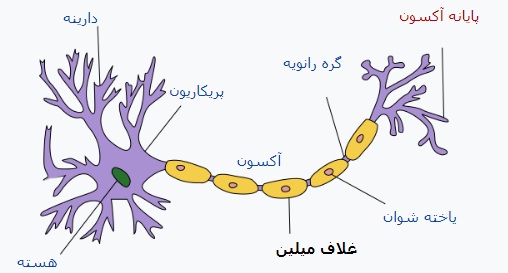 ساختار نورون و غلاف میلین