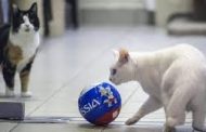 پیش بینی های گربه آرمیتاژ گربه جام جهانی برای بازی ها