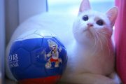 گربه آرمیتاژ گربه جام جهانی که بازی ها را پیش بینی میکند!