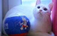گربه آرمیتاژ گربه جام جهانی که بازی ها را پیش بینی میکند!