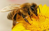 زنبور چند جفت بال دارد؟