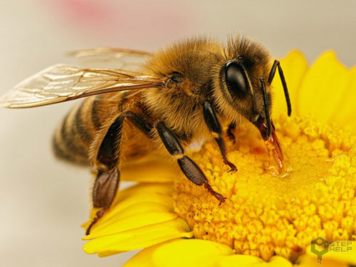 زنبور چند جفت بال دارد؟