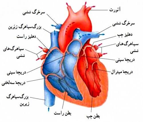 فشار خون ناشی از انقباض کدام قسمت قلب است؟