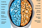 ویژگی های نیمکره راست مغز چیست؟