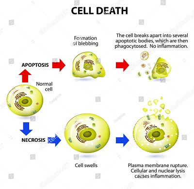 انواع مرگ سلولی چیست؟