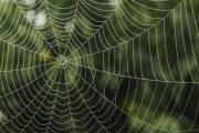 اختراع الهام گرفته از تار عنکبوت چیست؟