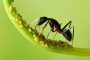رابطه غذایی بین مورچه و شته از کدام نوع است؟